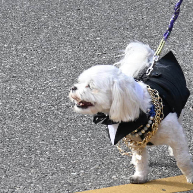 Discover Alabama’s most adorable Mardi Gras parade where the dogs steal the show